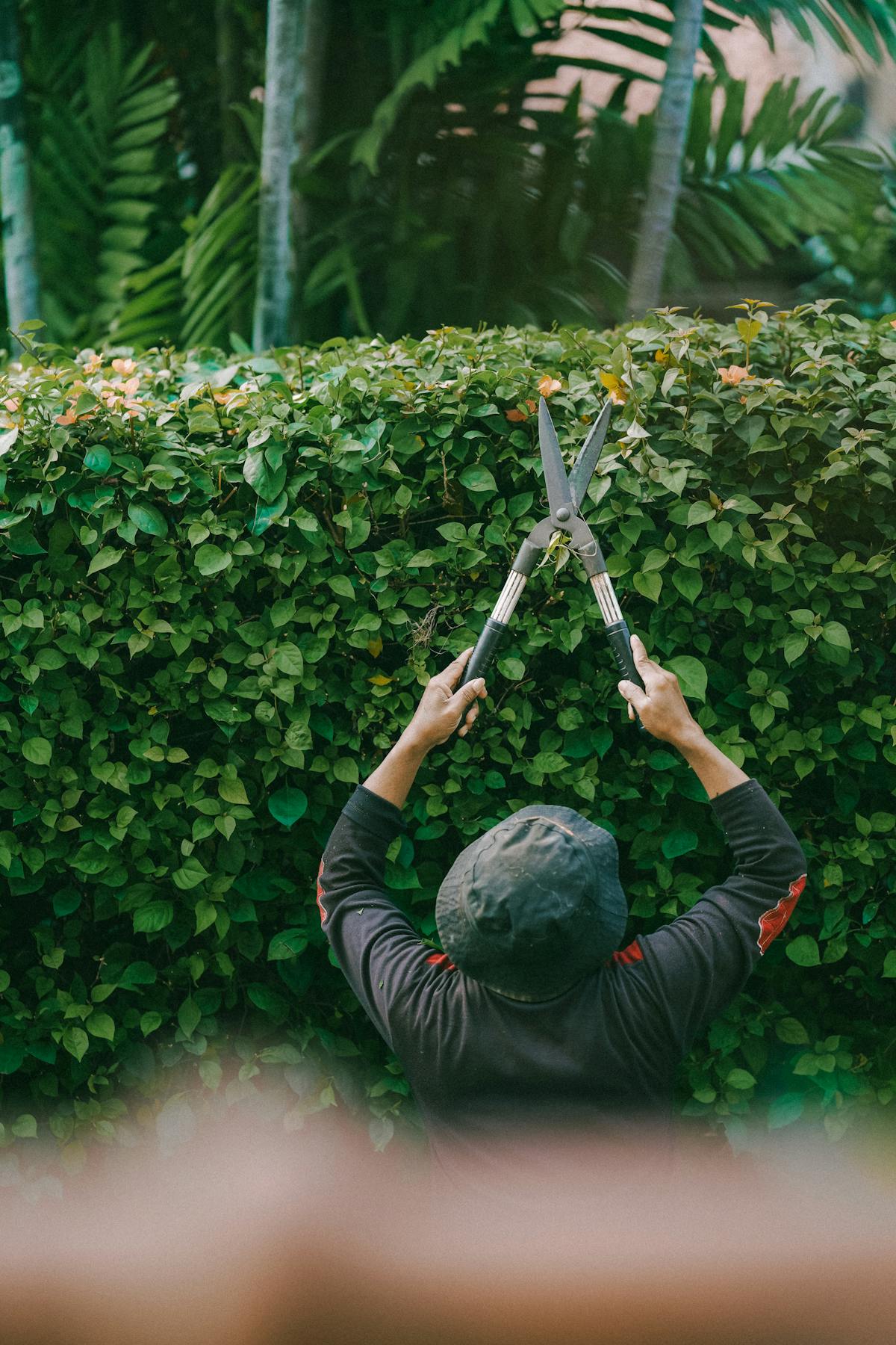 Entretien de jardin à Nice